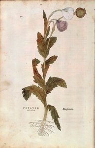 Opium poppy - Papaver somniferum (Papaver satiuum) by Leonhart Fuchs from De historia stirpium commentarii insignes (Notable Commentaries on the History of Plants)