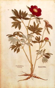 Peony (Paeonia officinalis), Coloured Engraving by Leonhard Fuchs