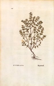 Red Eyebright (Euphrasia officinalis) by Leonhart Fuchs from De historia stirpium commentarii insignes (Notable Commentaries on the History of Plants) by Leonhard Fuchs