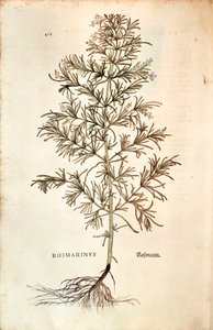Rosemary (Rosmarinus Officinalis) by Leonhard Fuchs