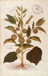 Thorn Apple or Jimson Weed - Datura stramonium by Leonhard Fuchs