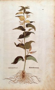 White Swallowwort - Cynanchum vincetoxicum (Asclepias) from De historia stirpium commentarii insignes (Notable Commentaries on the History of Plants) coloured engraving