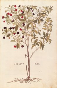 Wild Cherry - Prunus avium