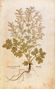 Wormwood - Artemisia absinthium by Leonhard Fuchs