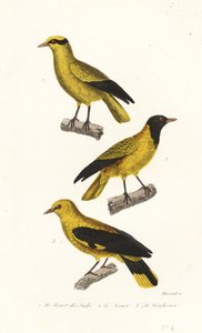 Oriole species
