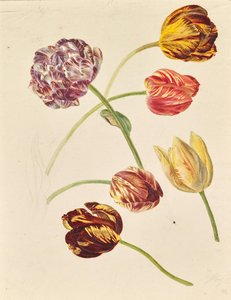 Tulips
