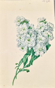 White Flowers