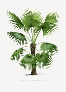 Trithrinax B by Les Palmiers Histoire Iconographique