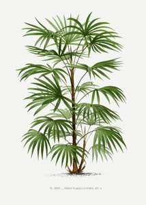 Rhapis F by Les Palmiers Histoire Iconographique