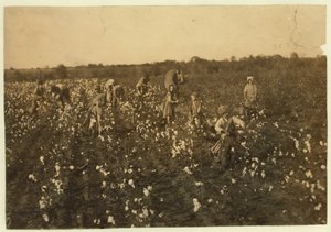 Family picking cotton near McKinney, Texas, 1913 by Lewis Wickes Hine