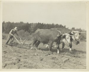 Rural Scene In Central Maine, Many Oxen Are Still Used by Lewis Wickes Hine