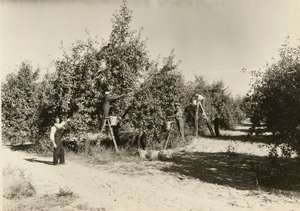 Untitled, ca. 1935 by Lewis Wickes Hine
