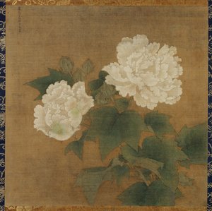 White Hibiscuses