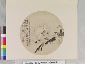White Peony