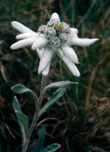 Edelweiss by Unbekannt Unbekannt