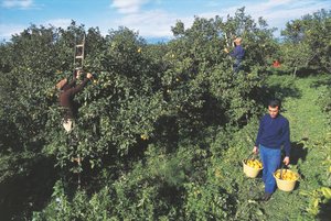 Harvesting Bergamot, Calabria, Italy