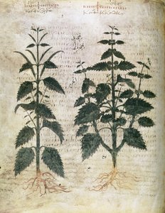 Nettles (Herbals), 6th Century