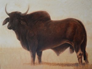 Brahmin Bull