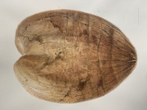 Coconut 1 by Lincoln Seligman