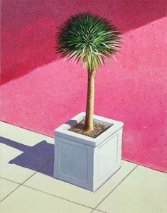 Small palm
