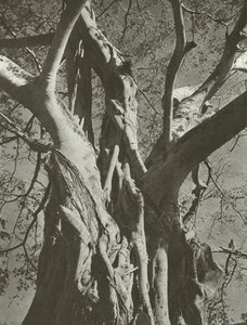 Banyan tree by Lionel Wendt