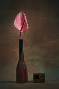 Elegant Anthurium and Radio by Liu Xing