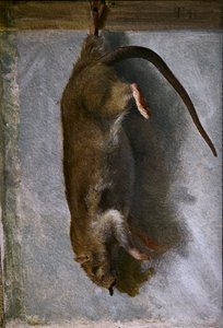 Study of a Dead Rat