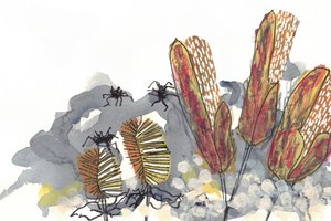 Botanical Banksia Spiders