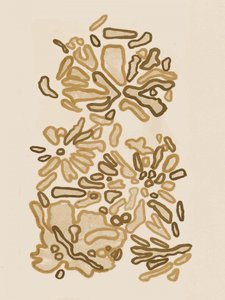Fluid Organic Shapes