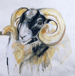 Long Horn Sheep