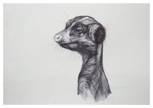 Meerkat
