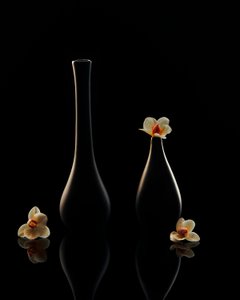 Elegant Orchid Reflections