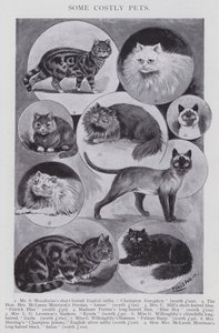 Some Costly Pets by Louis (after) Wain