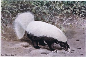 Hog Nosed Skunk, white top, black bottom, digs for food with its long claws