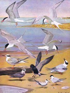 Illustration from The Natural History of American Birds of Eastern and Central North America, published by Bramhall House, c.1970