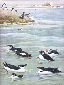 Illustration from The Natural History of American Birds of Eastern and Central North America, published by Bramhall House, c.1970