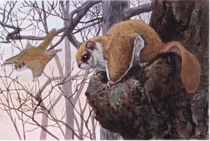 Southern Flying Squirrel Has Gliding Membranes by Louis Agassiz Fuertes