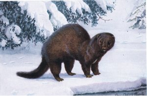 The Mink by Louis Agassiz Fuertes