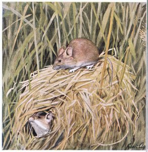 Western Harvest Mouse lives and breeds in a grassy nest