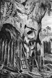 I planted ten rows of palisades. engraving after M. de Sainson