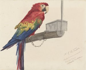Parrot