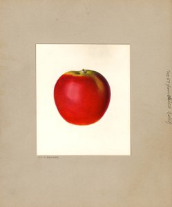 Apple (Malus domestica: No. 57)