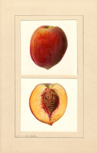 Peaches (Number 10)