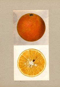 Pineapple Orange (Citrus sinensis)