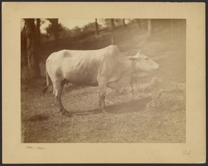 Steer by Louis Comfort Tiffany