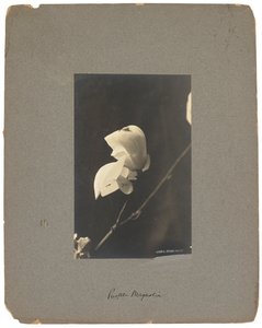 Tiffany Studios, c.1898-1920