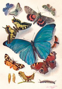 Example of Colour Block Illustration for Scientific Work, c.1903 by Louis Fairfax Muckley