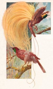 Great Birds of Paradise