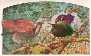 Twelve-wired Birds of Paradise by Louis Fairfax Muckley