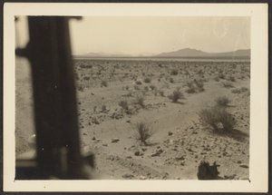 Amargosa Desert Plants by Louis Fleckenstein
